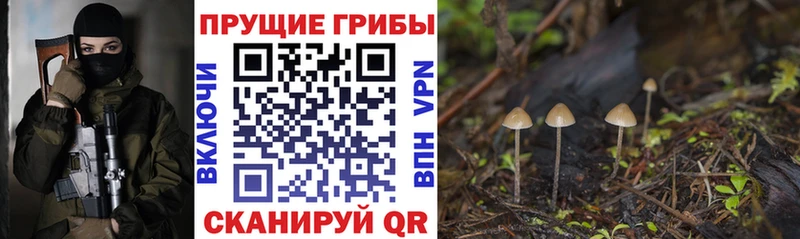 где продают   Полысаево  Галлюциногенные грибы Cubensis 